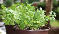 Growing Cilantro Indoors: How To