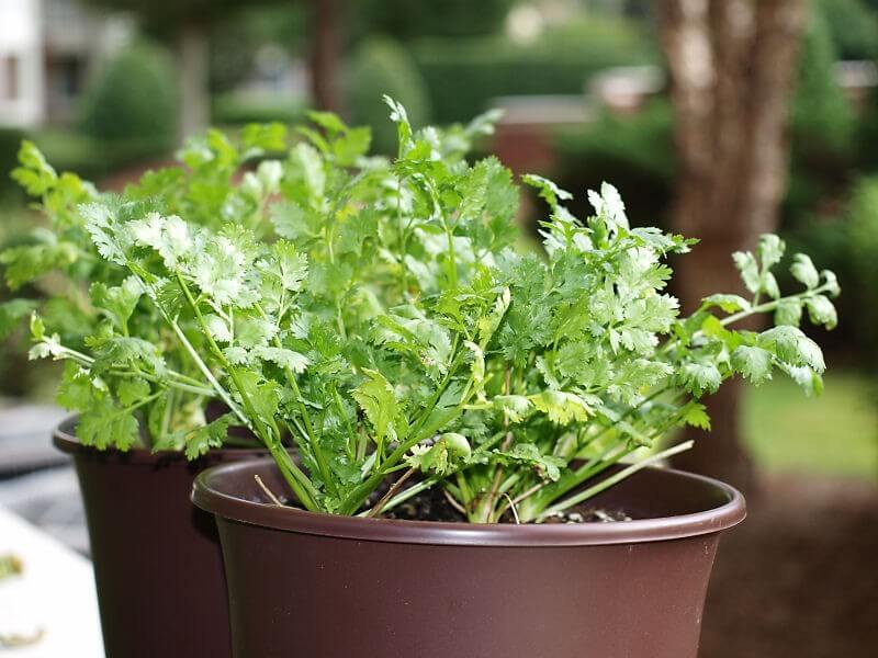 Growing Cilantro Indoors: How To