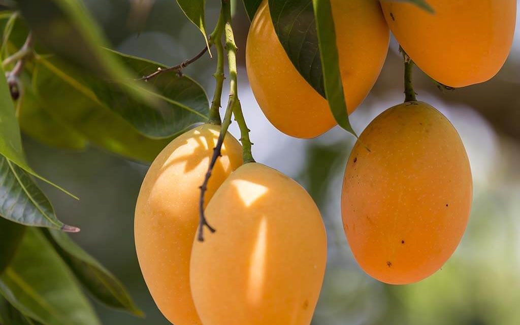 How to Plant a Mango Seed