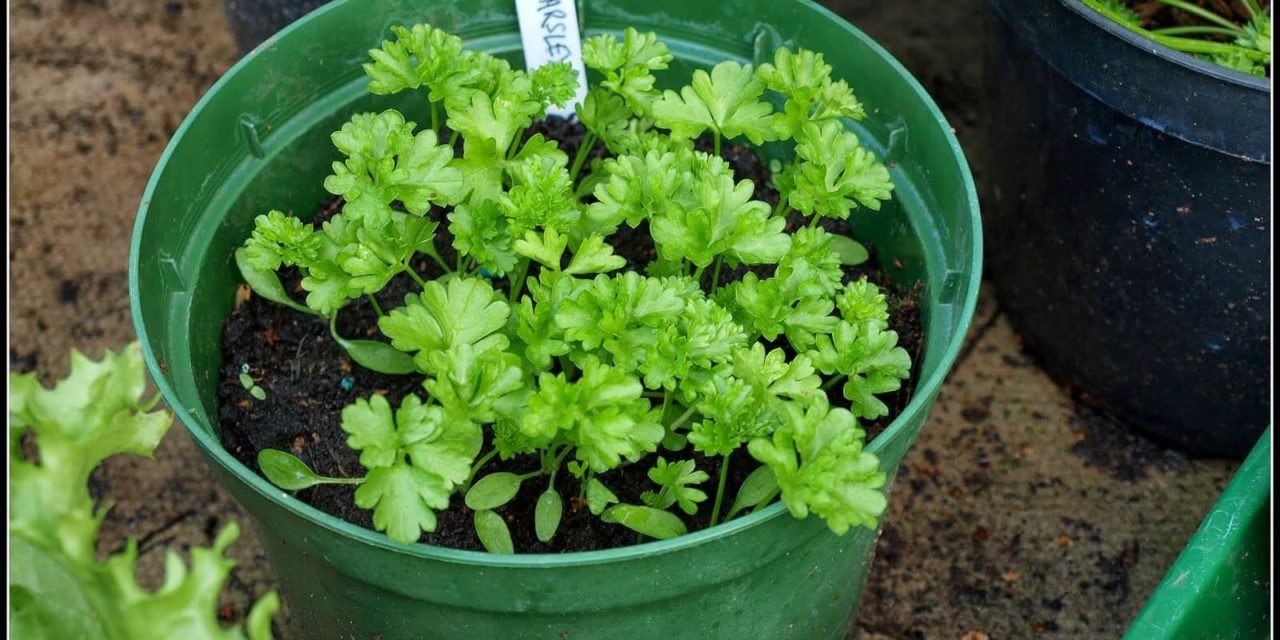 5 Herbs That Thrive Indoors