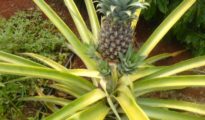 How to Grow A Pineapple Plant at Home