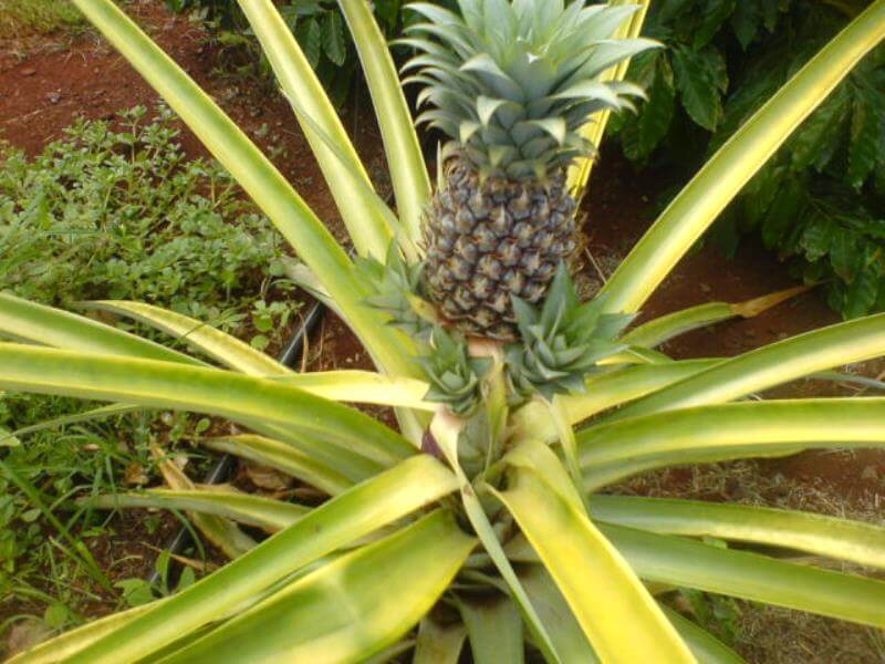 How to Grow A Pineapple Plant at Home