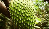 How to Plant Guanabana Trees AKA Soursop Trees