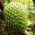 How to Plant Guanabana Trees AKA Soursop Trees