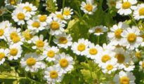 The Ultimate Guide: How to Plant, Grow, and Care for Feverfew