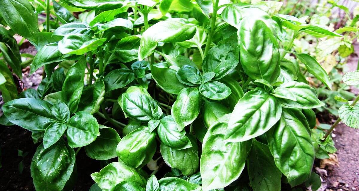 How to Grow Basil Indoors