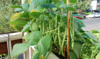 How to Grow Green Beans in a Pot