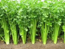 celery plant