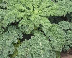 How to Grow Kale in Containers