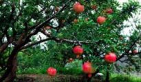 How to Grow Pomegranate From Seed