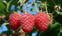 How to Grow Raspberries From Seeds