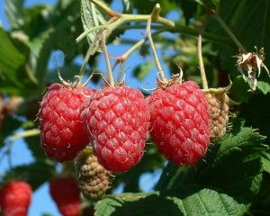 How to Grow Raspberries From Seeds