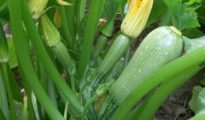 10 Tips for Growing Zucchini