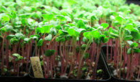 How to Grow Microgreens Without Soil