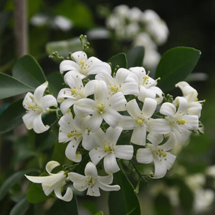 night blooming jasmine in garden