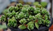 How to Grow Succulents