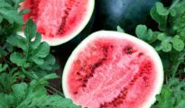How to Grow Watermelon From Seeds