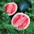 How to Grow Watermelon From Seeds