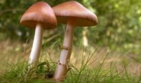 Growing Your Own Mushrooms: A Beginner’s Guide