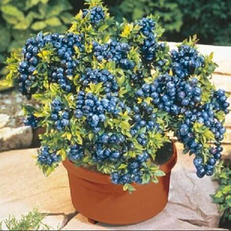 10 Best Fruits to Grow in Containers or Pots