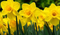 How to Plant, Care For, and Grow Daffodils