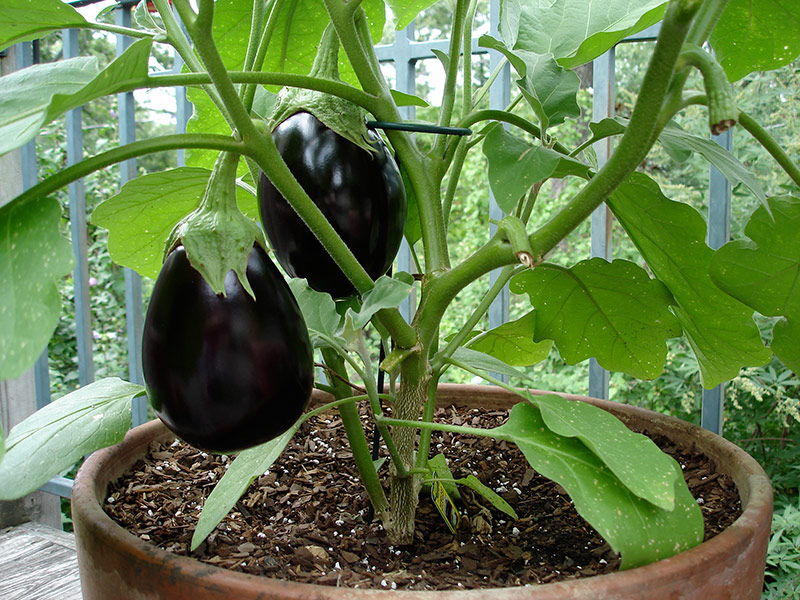 15 Veggies That Grow Indoors