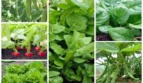 6 Fastest Growing Vegetables for Beginner Gardeners