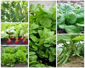 17 Best Vegetables to Grow in Minnesota