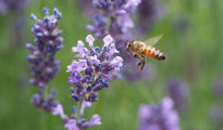 6 Fly Repellent Plants You Should Have Around Your Home