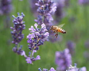 6 Fly Repellent Plants You Should Have Around Your Home