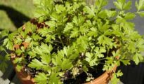 How to Grow Parsley From Seed