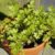 How to Grow Parsley Indoors