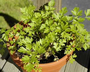 How to Grow Parsley From Seed