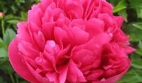 How to Grow Peonies