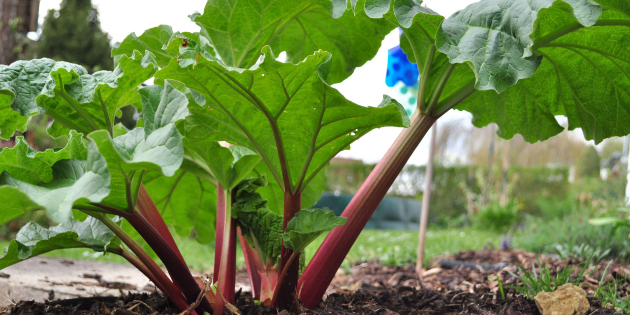 How to Grow Rhubarb in a Pot or in the Garden