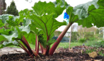 A Comprehensive Guide on Growing Rhubarb from Seeds