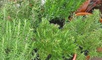 How to Grow Rosemary Indoors: Growing Rosemary Indoors