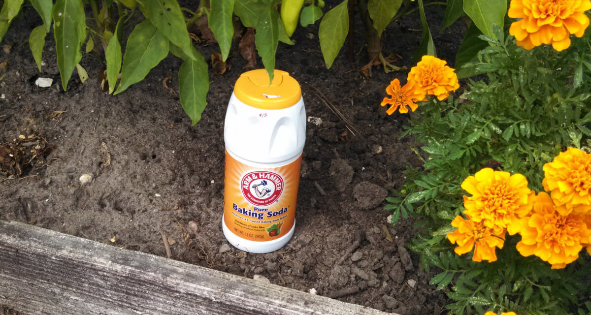 10 Ways to Use Baking Soda for Gardening