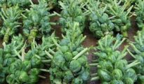 How to Grow Brussels Sprouts