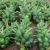 How to Grow Brussels Sprouts