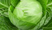 How to Grow Cabbage in Pots