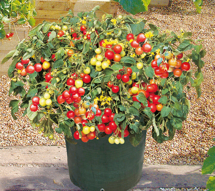 How to Grow Cherry Tomatoes in Pots