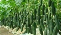 How to Plant Cucumbers