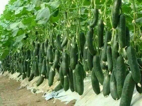 How to Plant Cucumbers