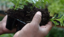 The Secret Life of Soil: Understanding Its Importance in Your Garden