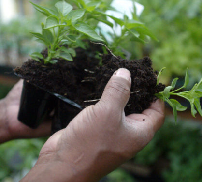The Secret Life of Soil: Understanding Its Importance in Your Garden