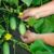 The Secret to Growing Crisp and Delicious Cucumbers: A Comprehensive Guide