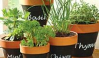 5 Tips for Growing Herbs in Containers