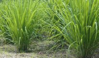 How to Grow Lemongrass