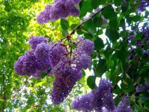 How to Grow Lilacs